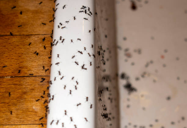 Best Wildlife Control Services  in Hamlin, WV