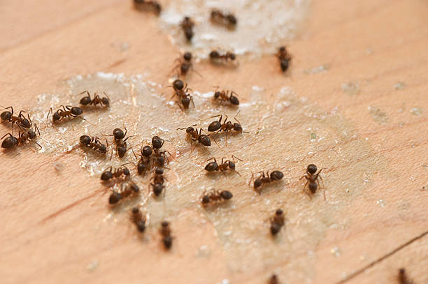 Best Ant Control Services  in Hamlin, WV