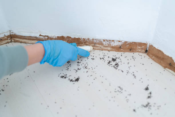 Best Affordable Pest Control Services  in Hamlin, WV