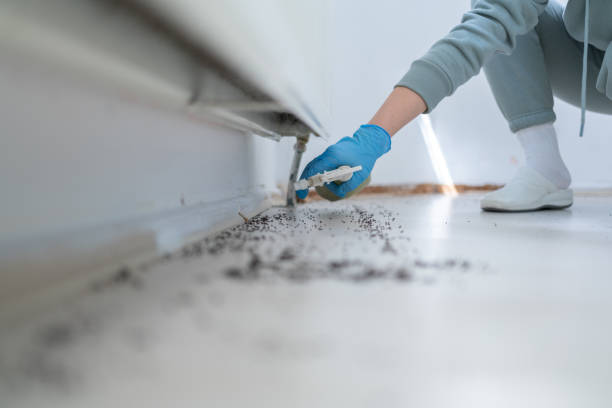 Best Mosquito Control Services  in Hamlin, WV
